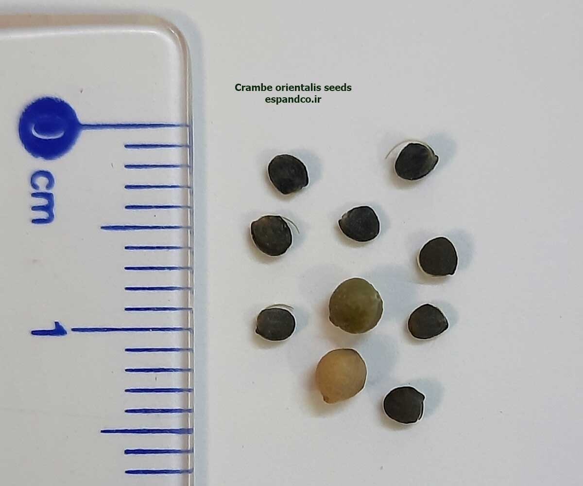  Crambe orientalis seeds 